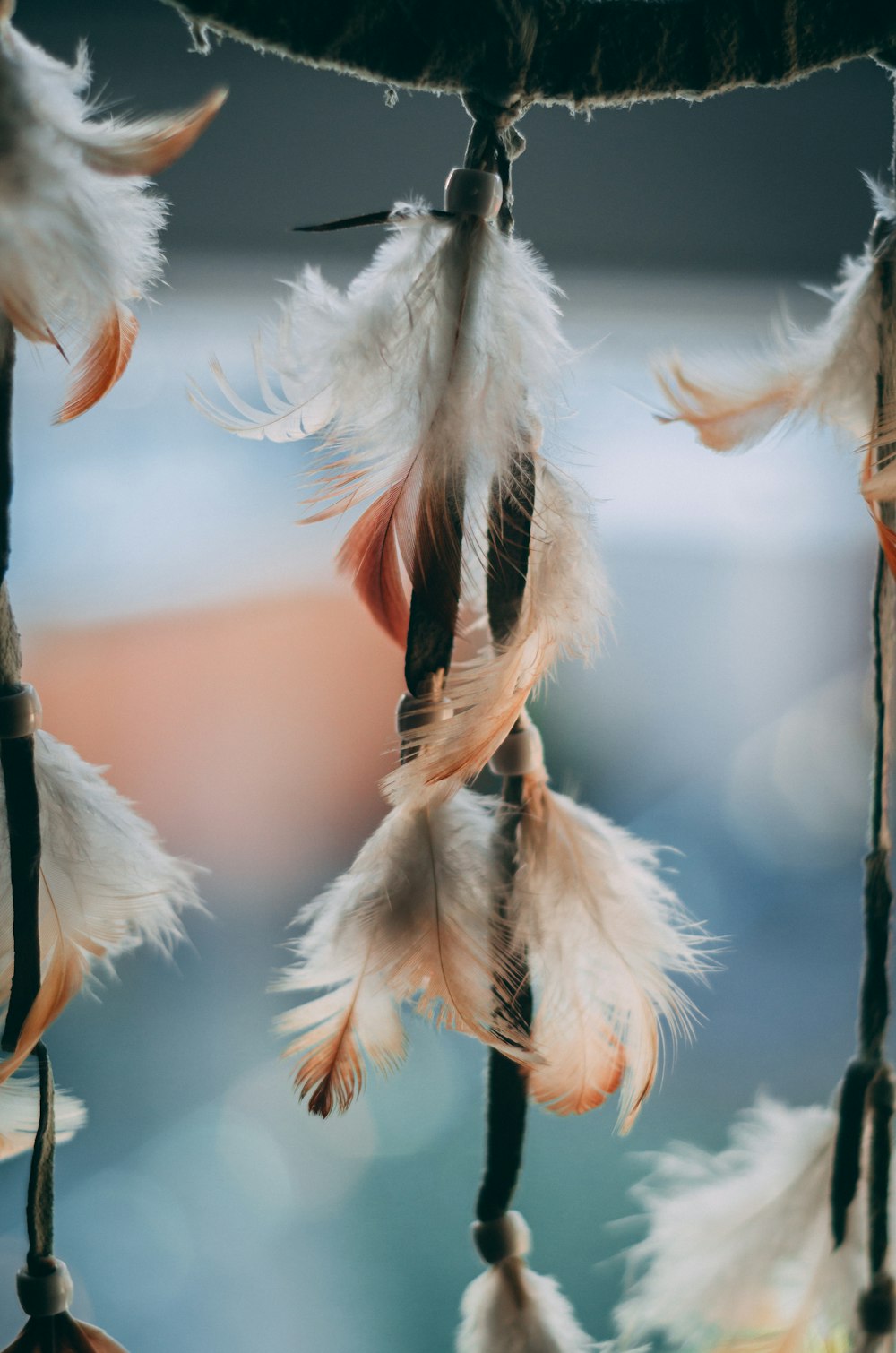 white feathers