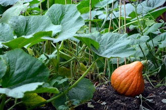 orange pumpkin