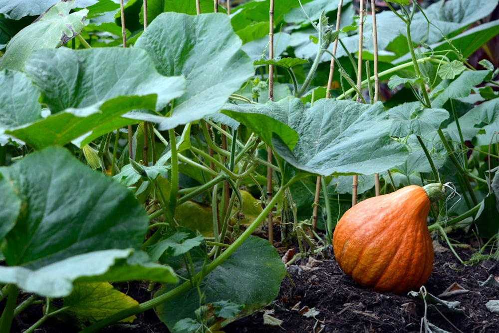 orange pumpkin