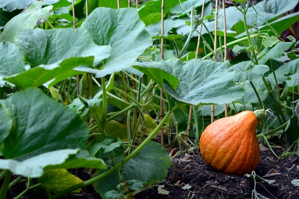 Orange pumpkin