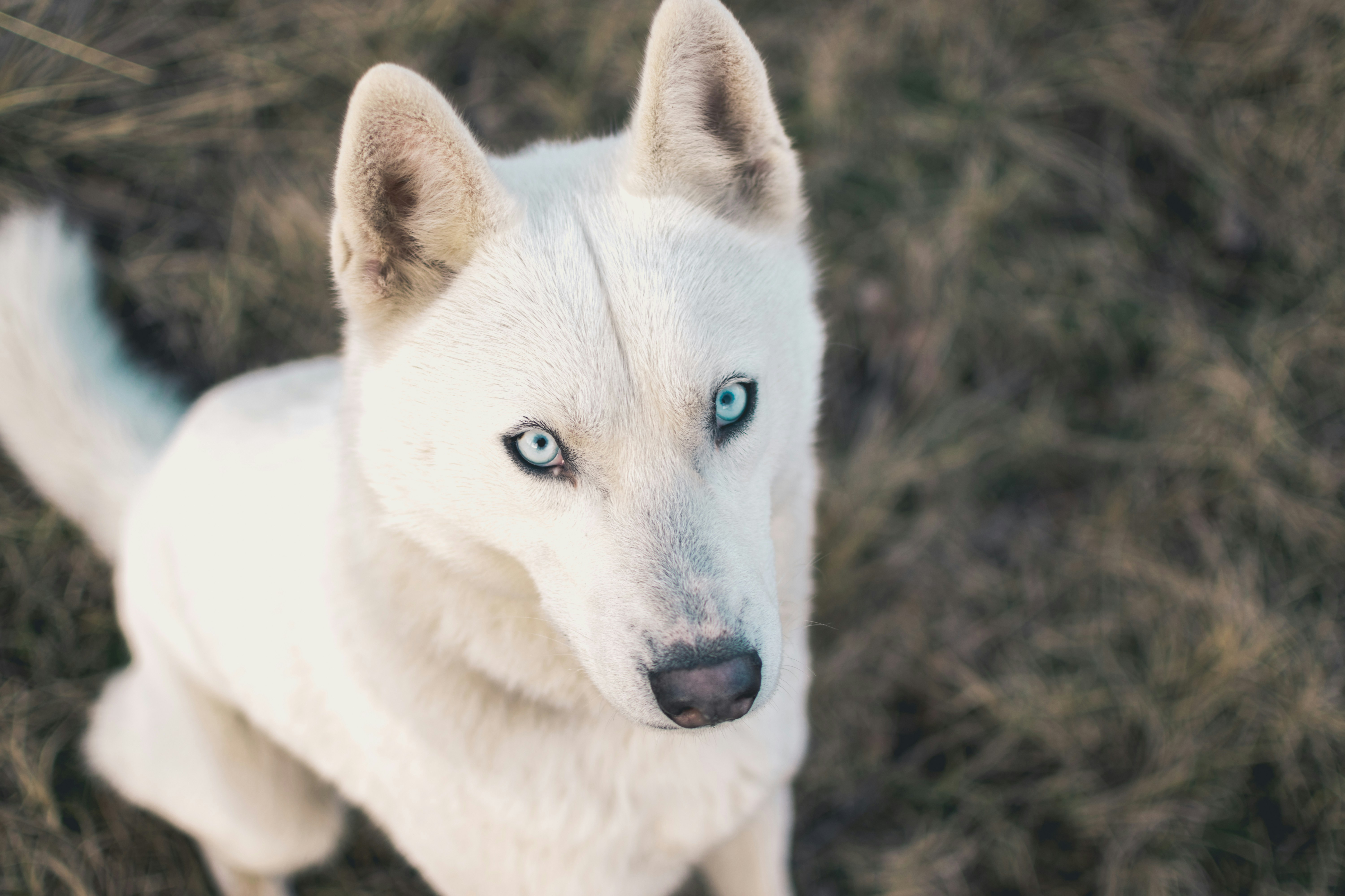 Raising a White Husky