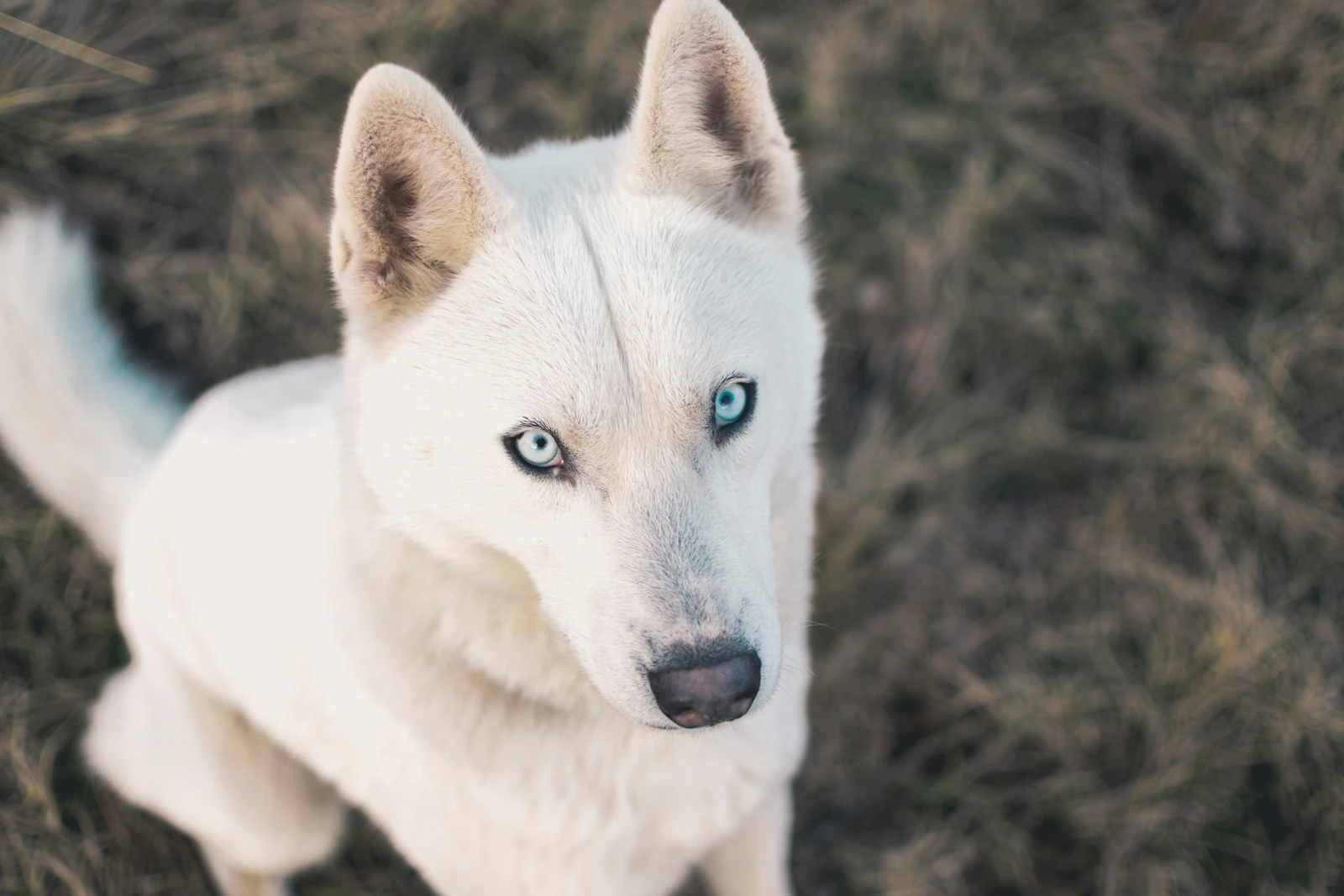 Adult white shepherd dog standing in long grass, photo on Unsplash