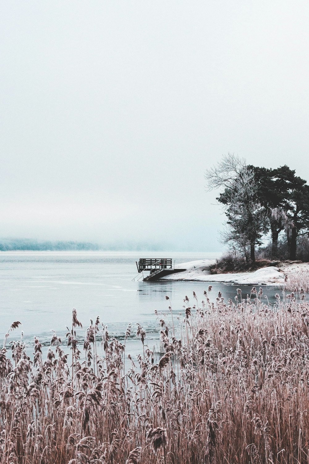 brown grass near body of water