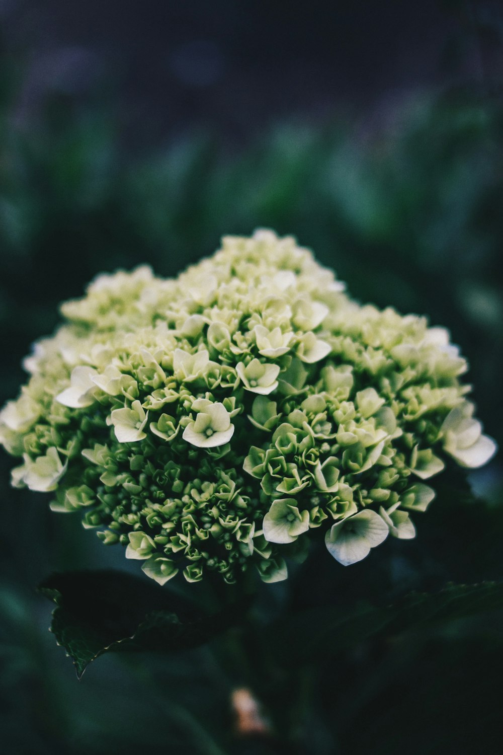 green petaled flower