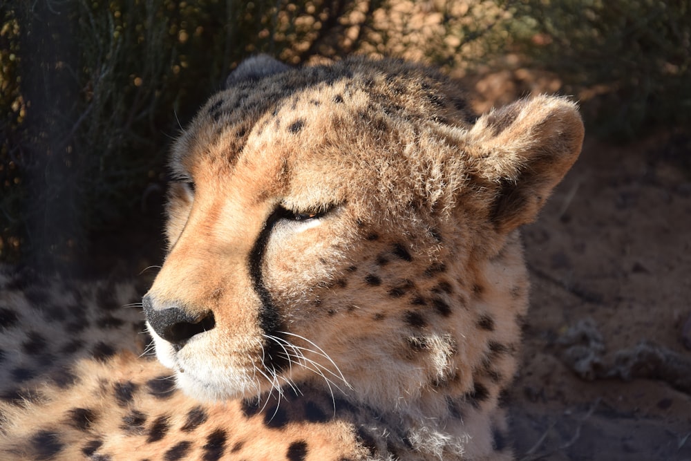 close-up photo of cheetah closing eyes