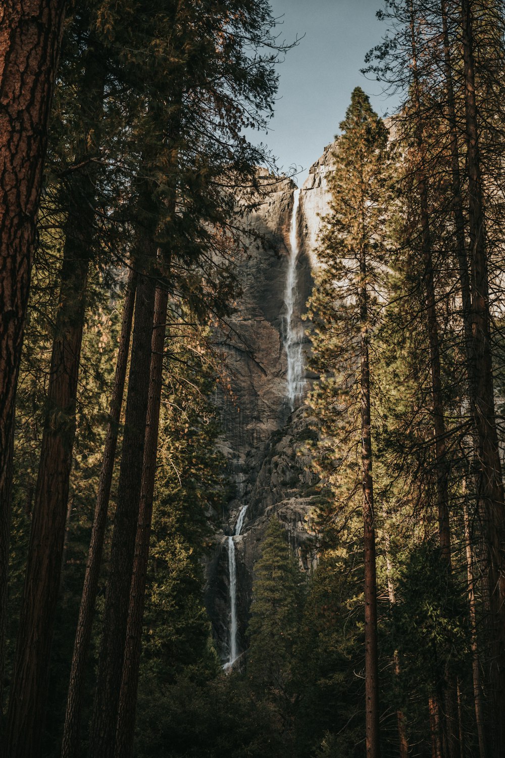 Low-Angle-Fotografie von Bäumen in der Nähe eines Wasserfalls bei Tag