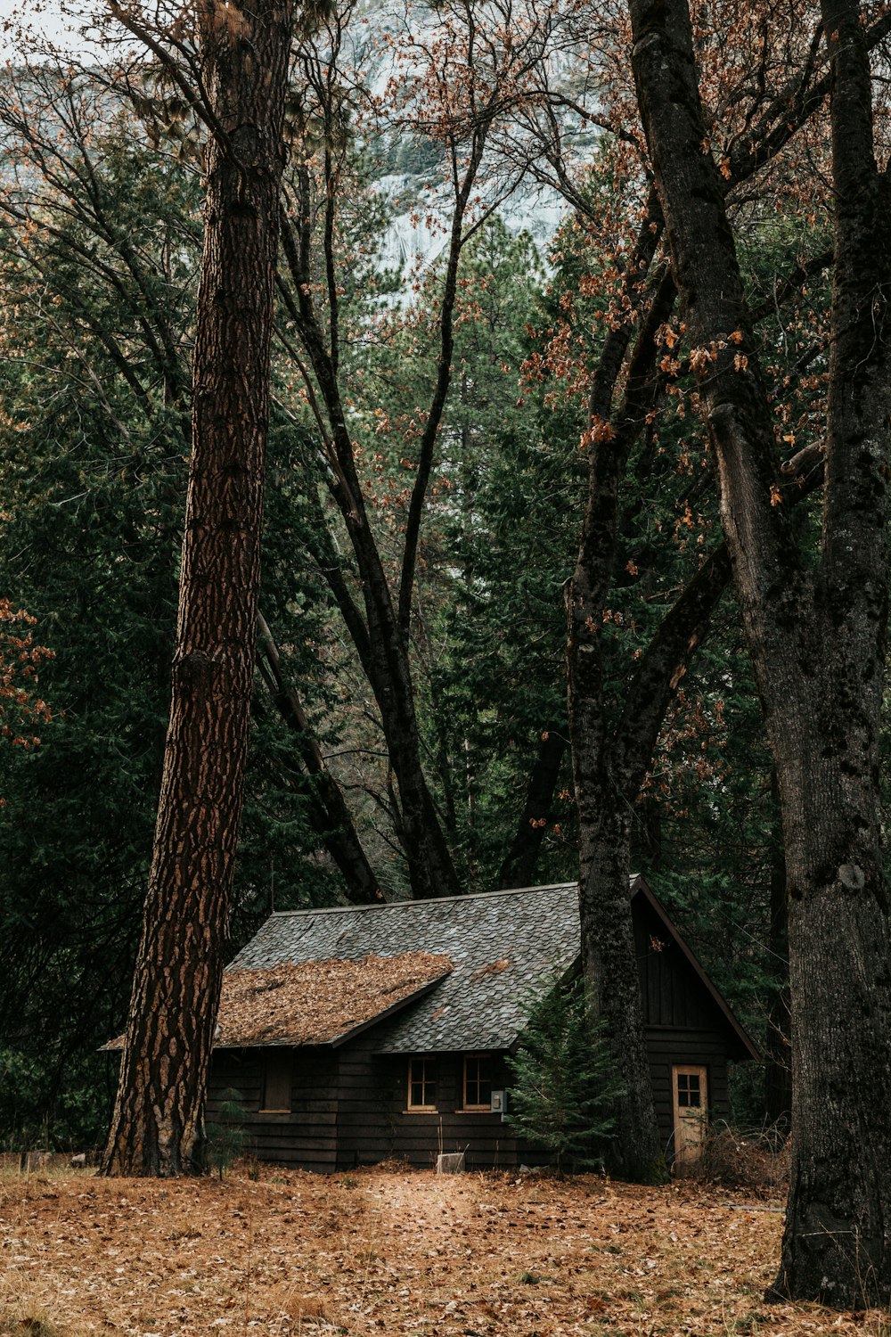 casa de madera gris rodeada de árboles