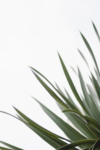 close-up photo of green leaf