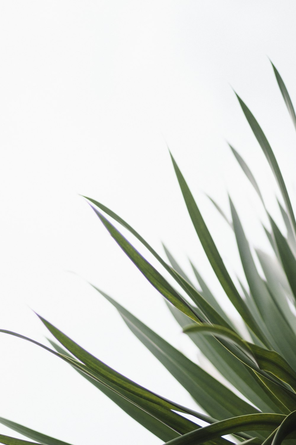 close-up photo of green leaf