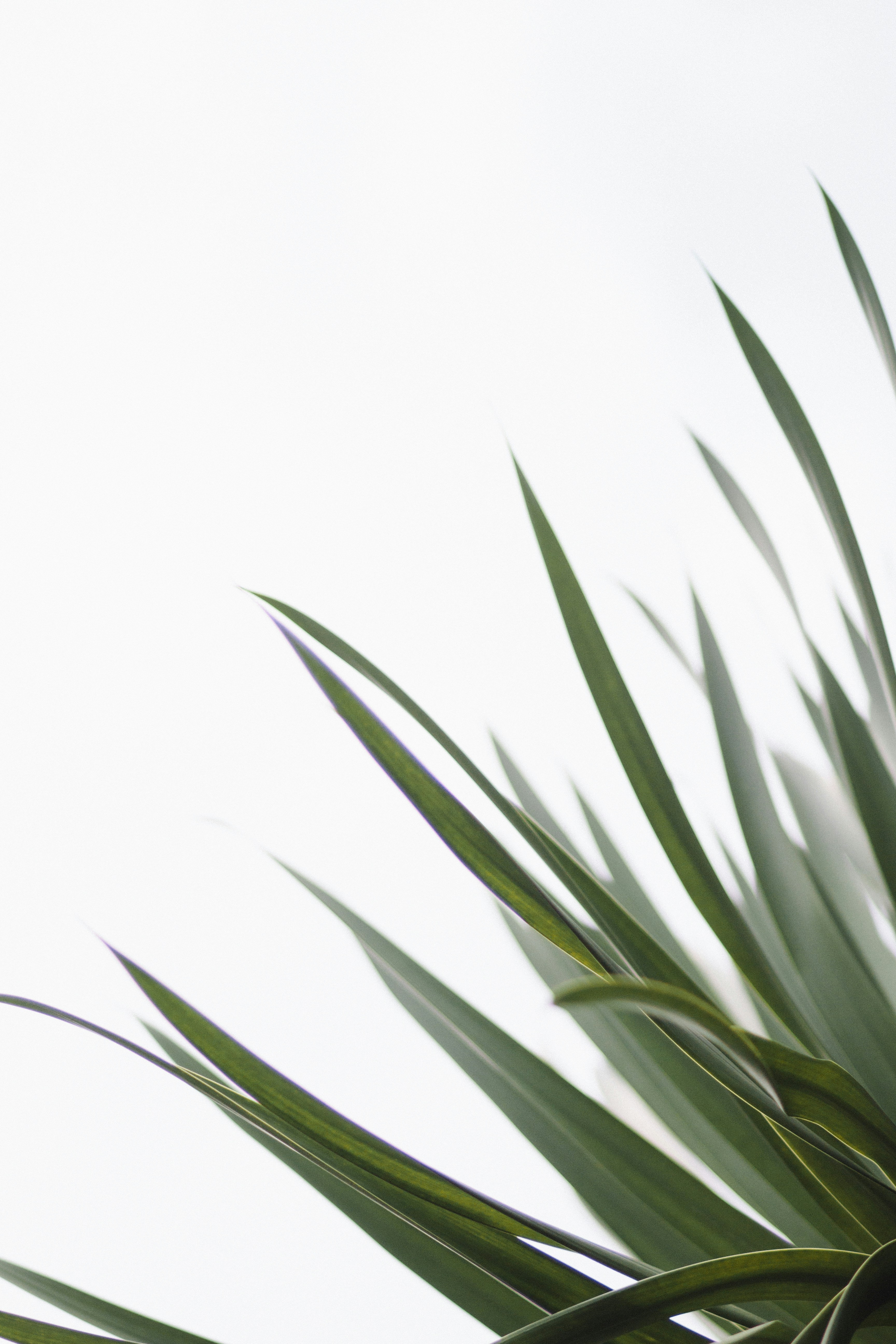 Oxalates And Hormonal Health: The Role Of Plant-Based Diets
