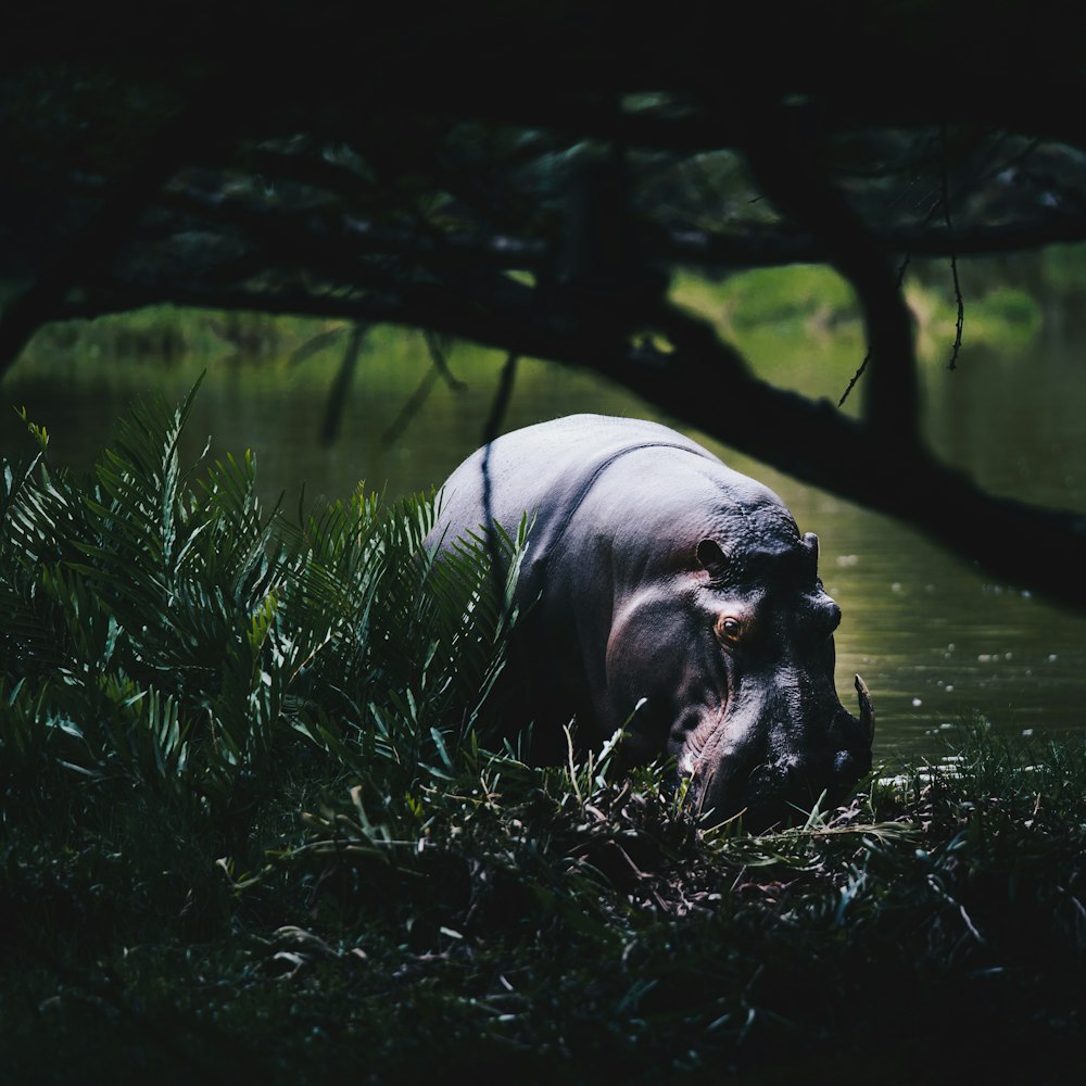 hippopotame noir sur plan d’eau