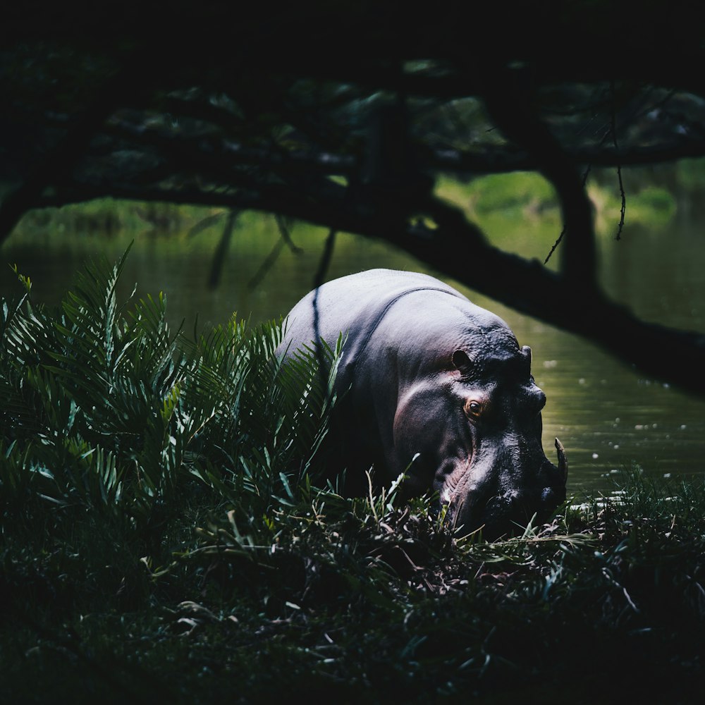 Hipopótamo negro en el cuerpo de agua