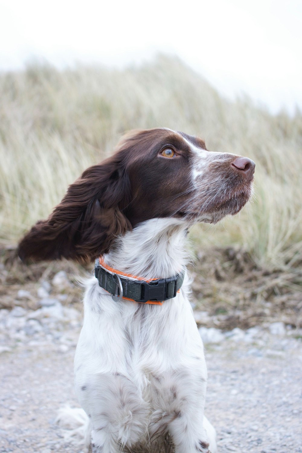 medium short-coated red and white dog on focus photo