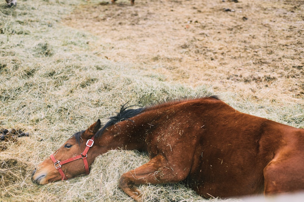 brown horse lying on green grass