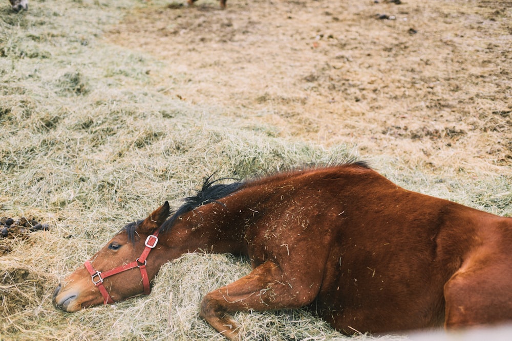 caballo marrón acostado sobre la hierba verde