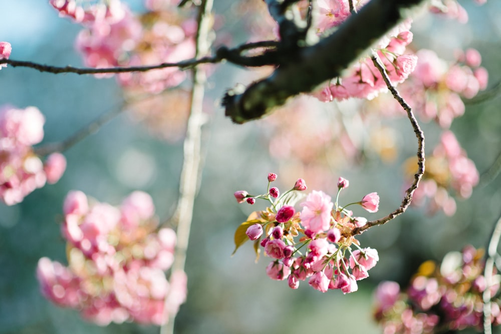 pink petaled flower