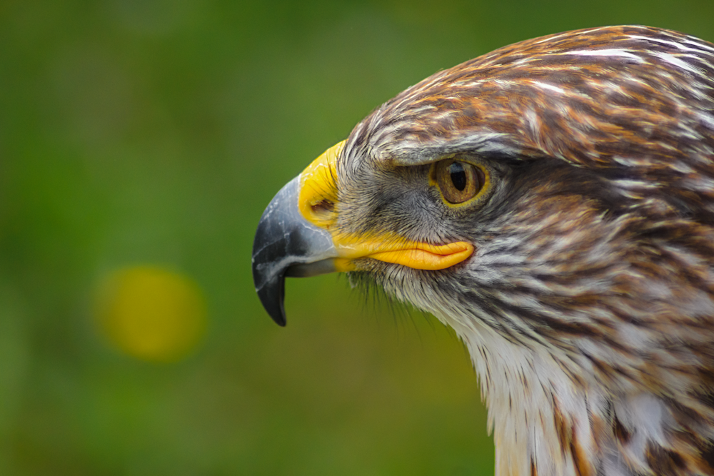 selective macro photography of brown bird of prey