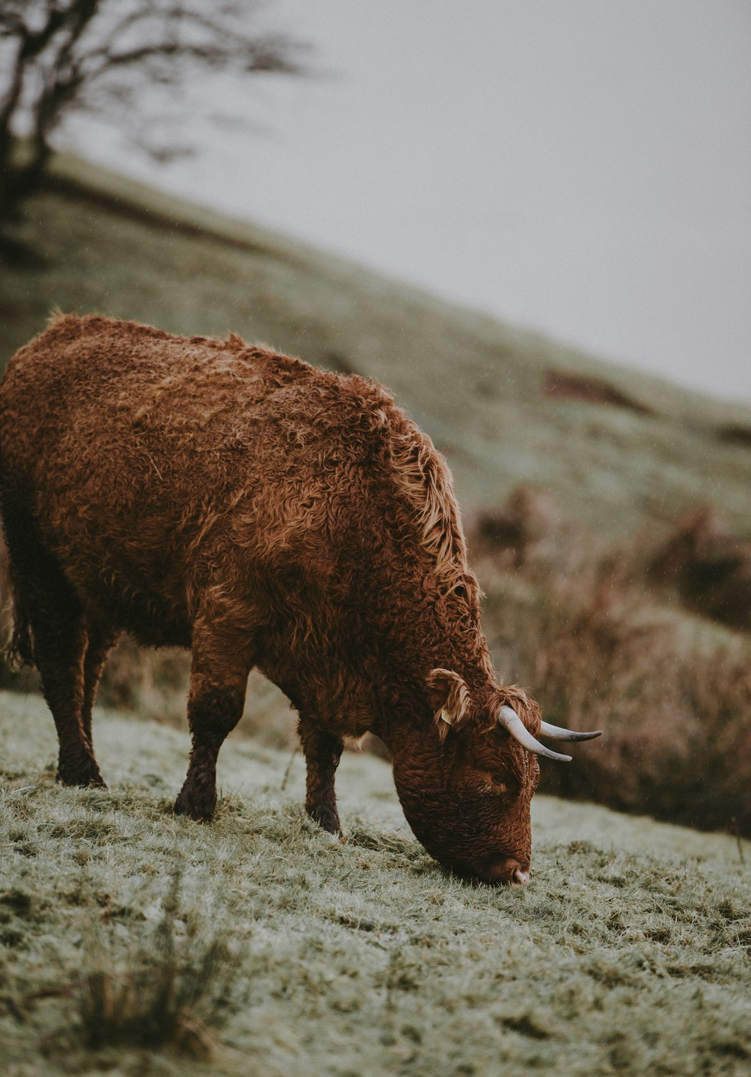 Wildlife photo spot Peak District National Park Hathersage