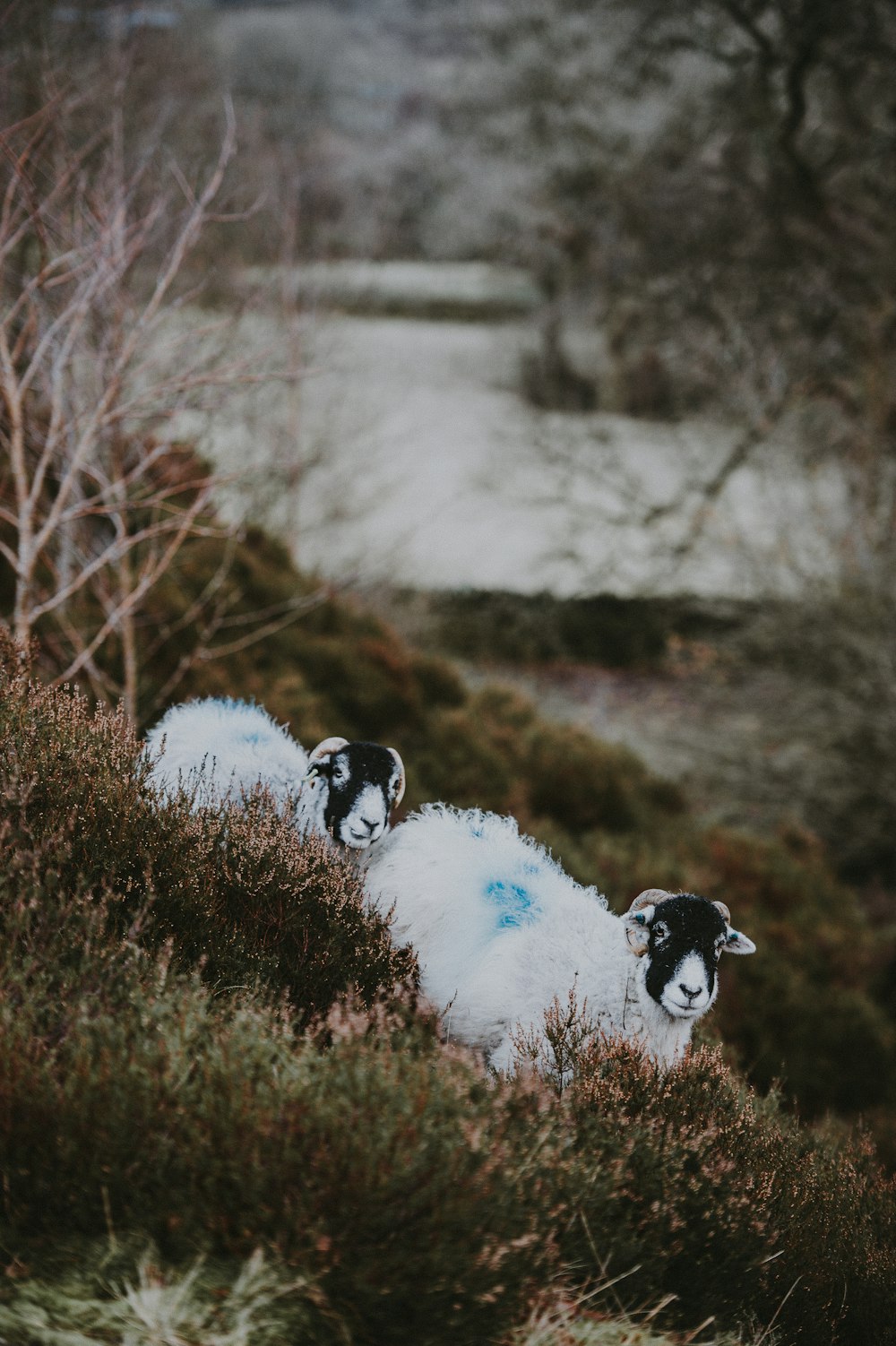 Due pecore bianche e nere che si affacciano sullo specchio d'acqua durante il giorno
