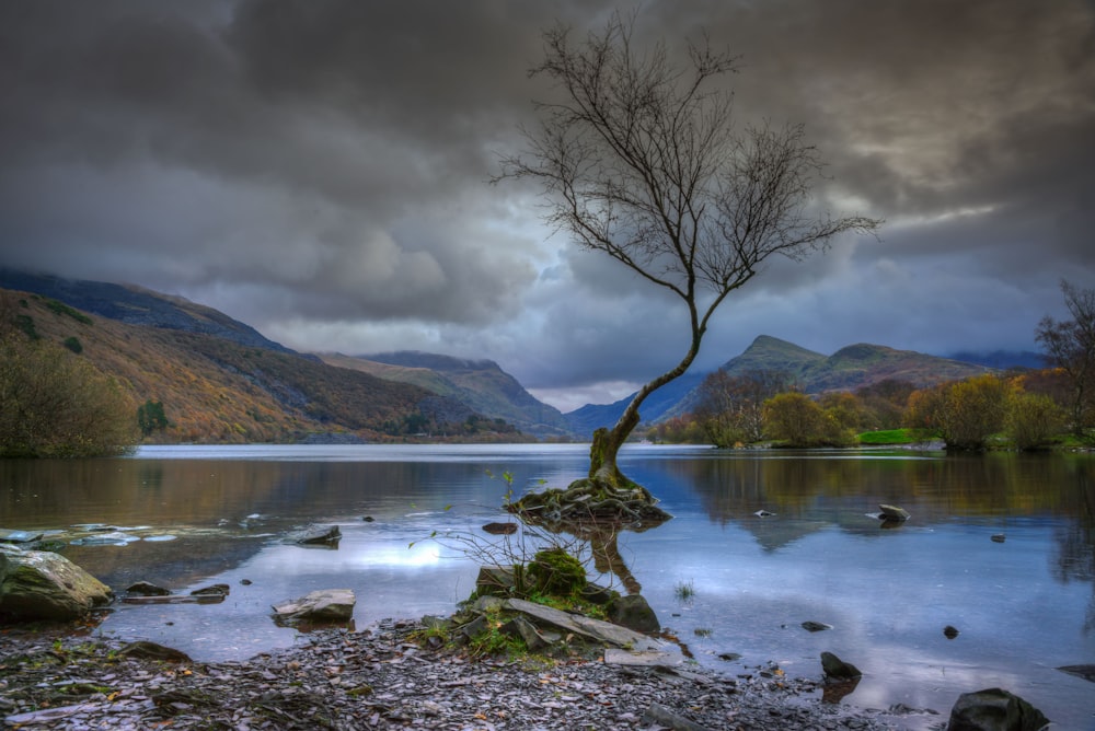bare tree on body of water near mountain at daytime