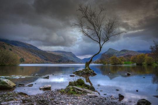 bare tree on body of water near mountain at daytime in Llanberis United Kingdom