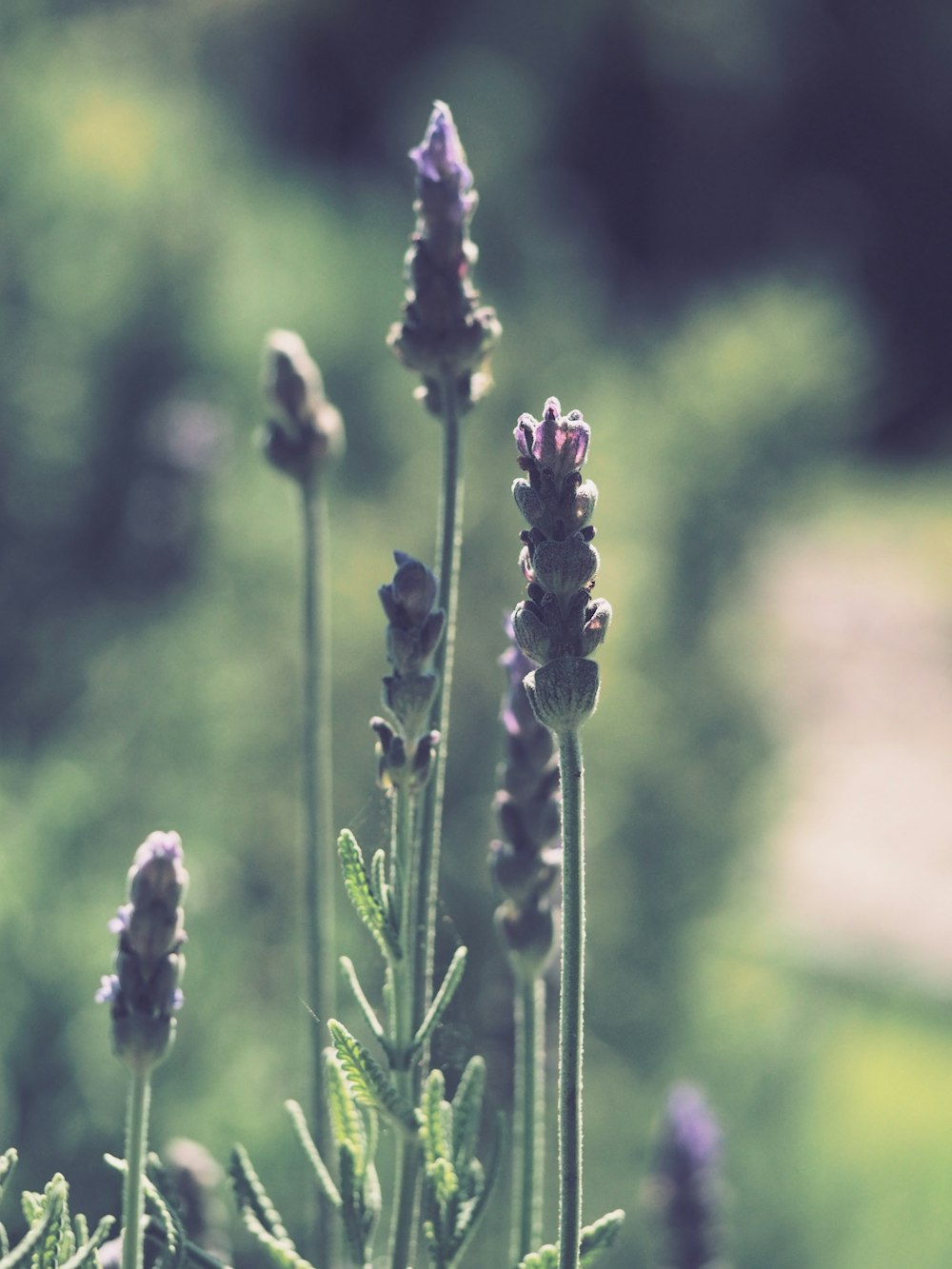 selective focus photography of purple flowers during daytime