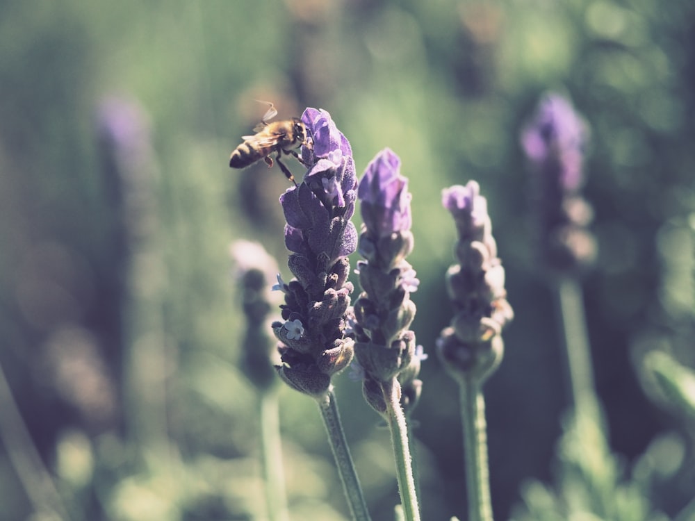 yellow bee beside purple petaled flower during daytime