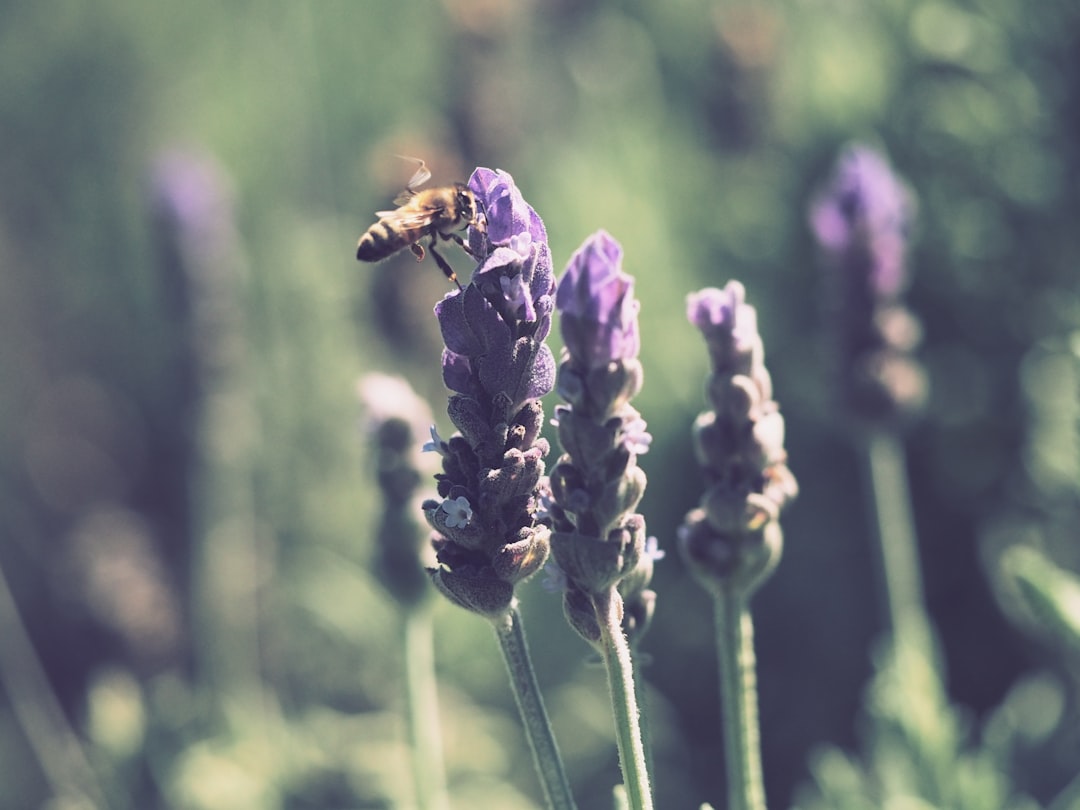 The Buzzing Significance Decoding the Symbolism of Bees in Dreams… — The Buzzing Significance Decoding the Symbolism
