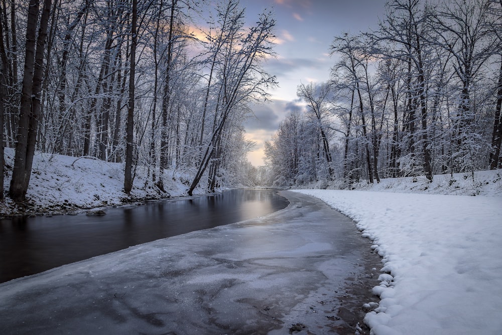 ruisseau entre les arbres couverts de neige
