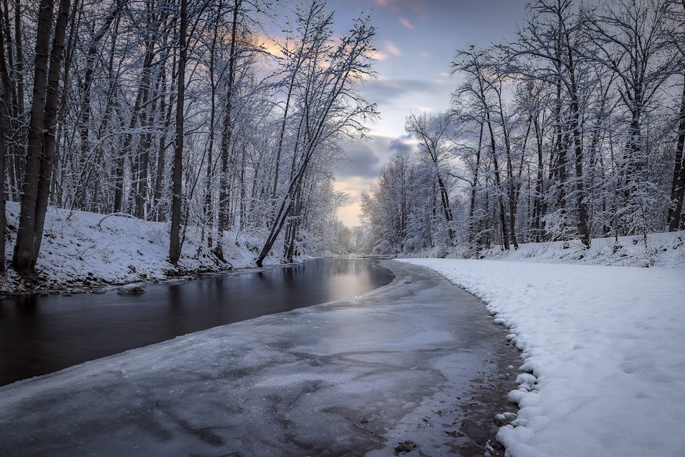 creek in between trees covered with snow