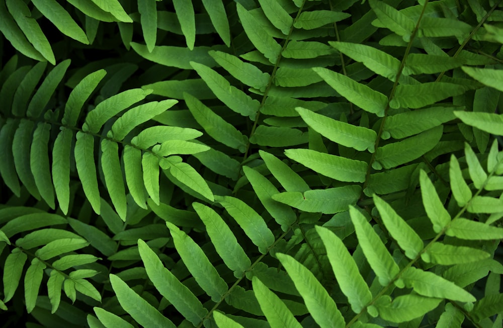 fotografia ravvicinata di piante di felce verde