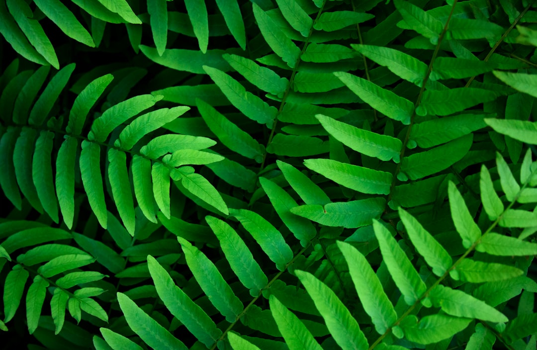 close up photography of green fern plants