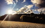 A sunny day on a meslin farm with clear skies.