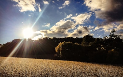 A sunny day on a meslin farm with clear skies.