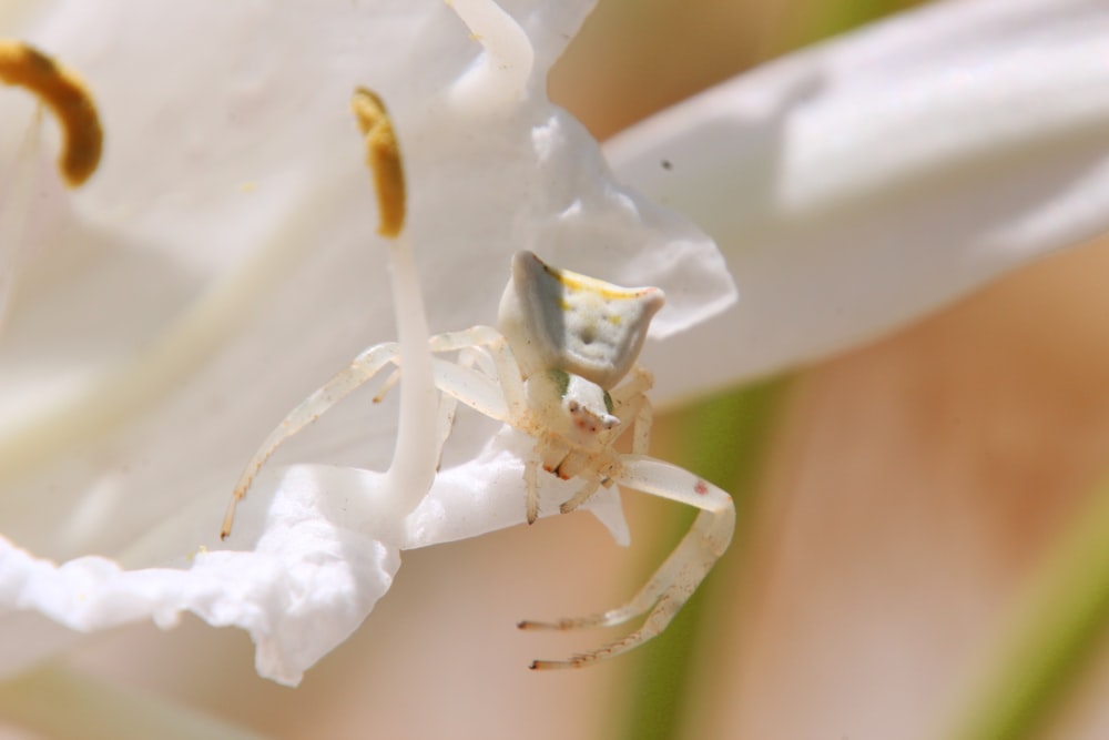 white and yellow spider on white flower