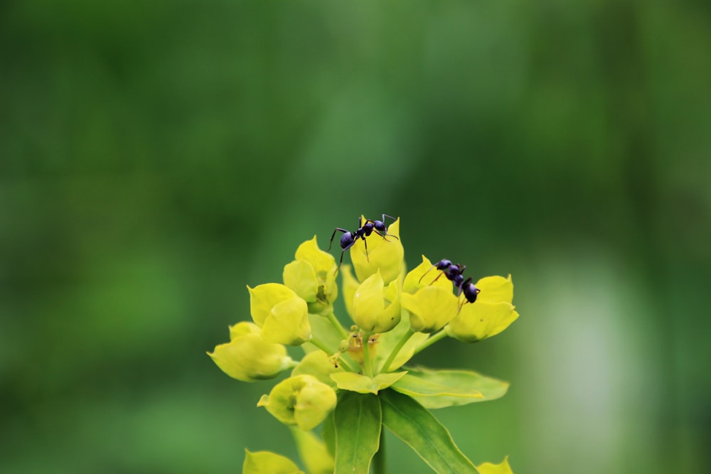 Mise au point superficielle des fourmis sur la fleur jaune