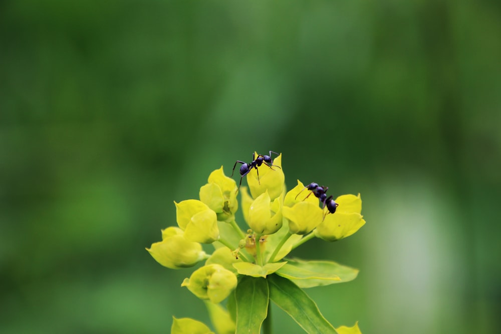 shallow focus of ants on yellow flower