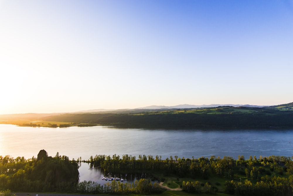 green trees near body of water during daytime