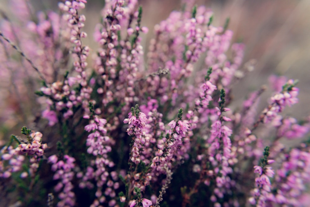 photo of lavender plant