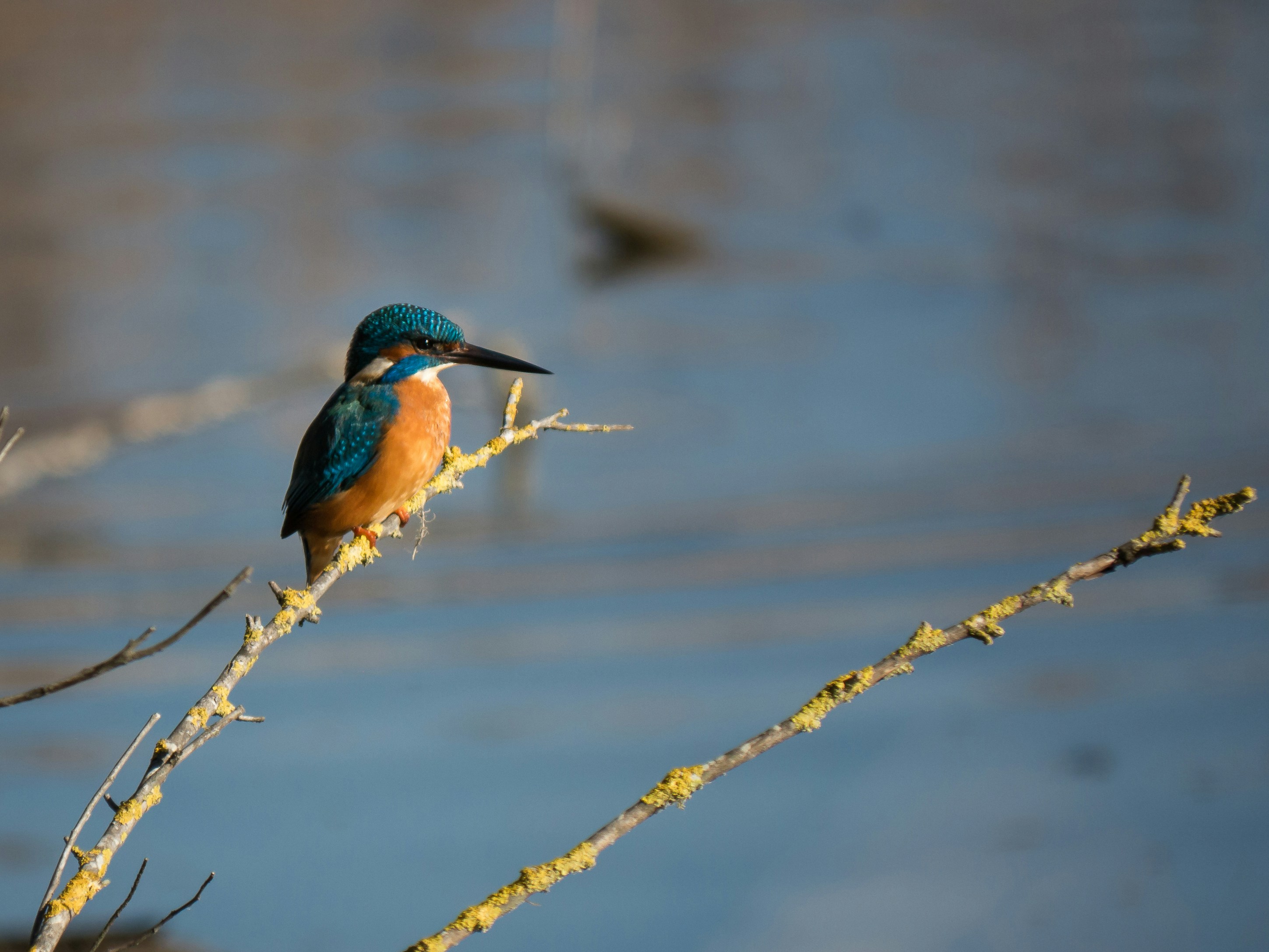 blue and brown kingfisher on tree twig near river during daytime
