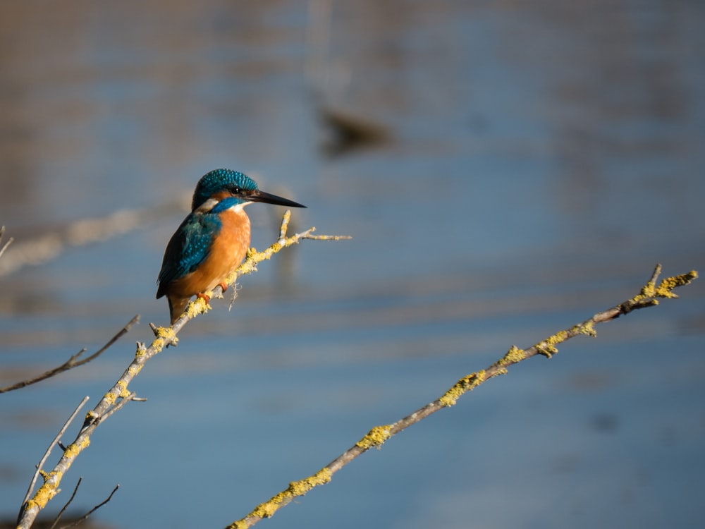 Blauer und brauner Eisvogel tagsüber auf einem Baumzweig in der Nähe des Flusses