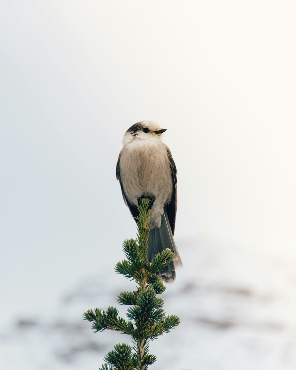 white and black bird perched on green twig during daytime