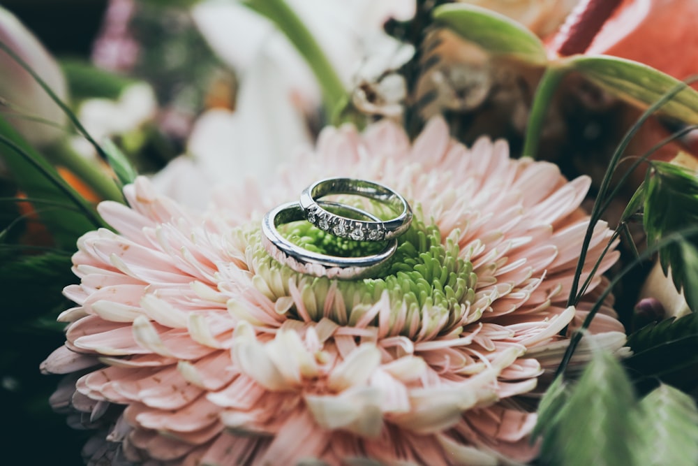 close up photography of silver-colored wedding rings on pink gerbera daisy flower