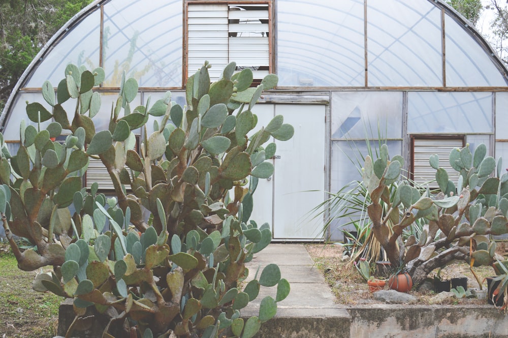 piante di cactus verdi di fronte all'edificio ad arco bianco