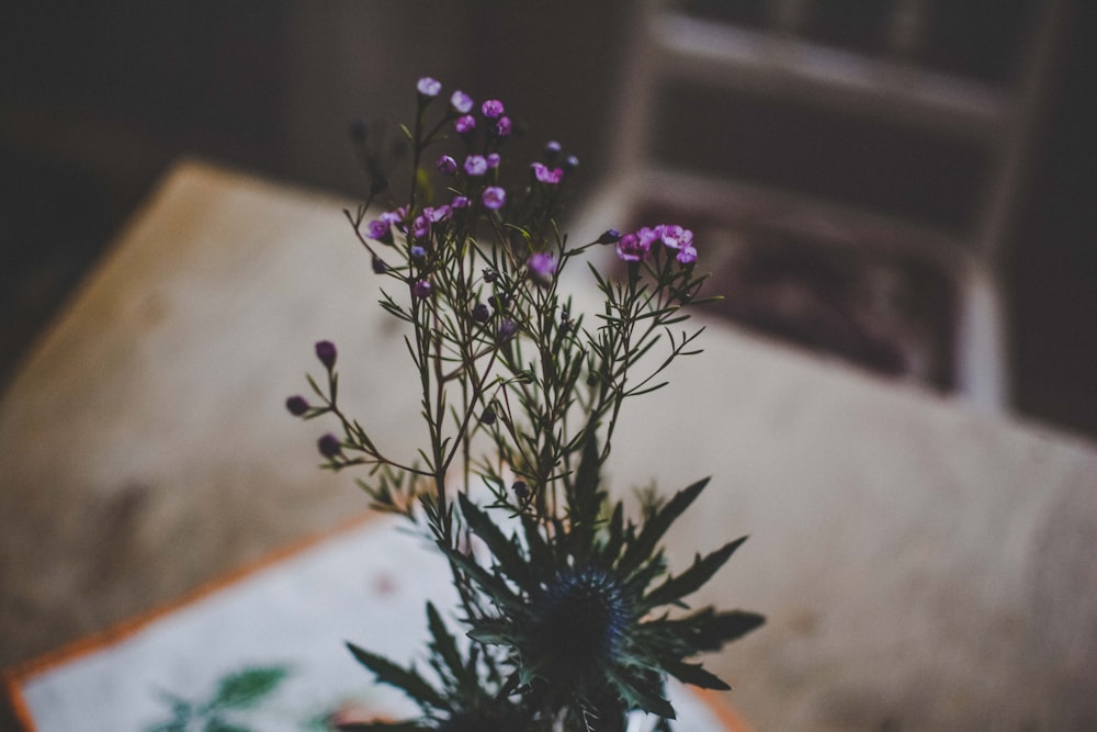 selective focus photography of purple petaled flower