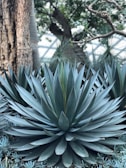A large, striking agave plant with pointed, symmetrical leaves in a lush garden setting. The plant's blue-green leaves are layered and create a star-like pattern. In the background, there are tree trunks and other foliage, adding depth and a natural ambiance.