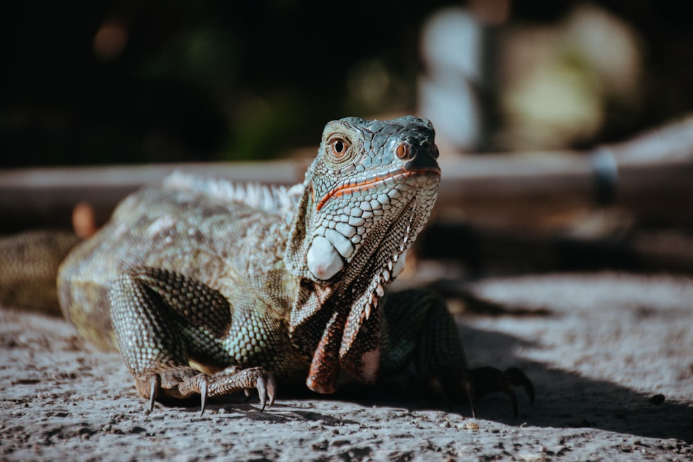 selective focus photography of gray bearded dragon