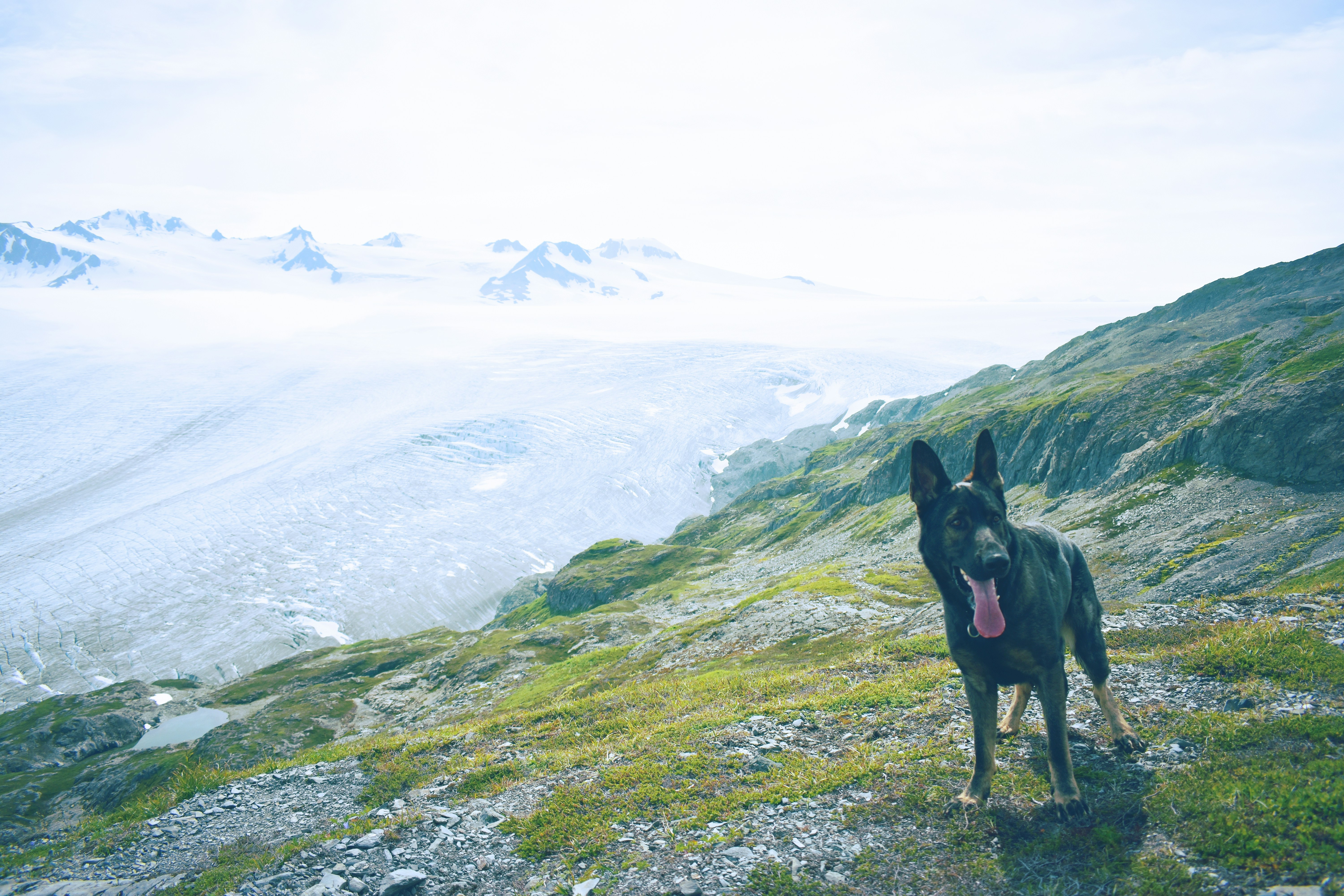 adult black and tan German shepherd standing on green grass on top of the mountain during daytime