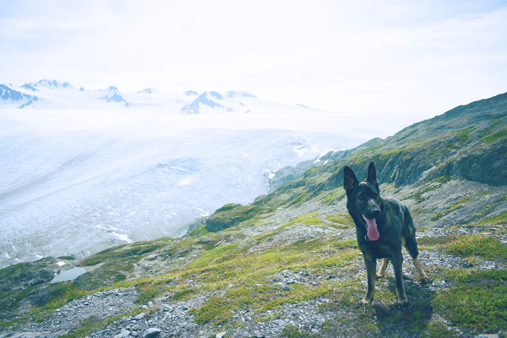 성인 검은 색과 황갈색 독일 셰퍼드 낮 동안 산 꼭대기의 푸른 잔디에 서 있습니다