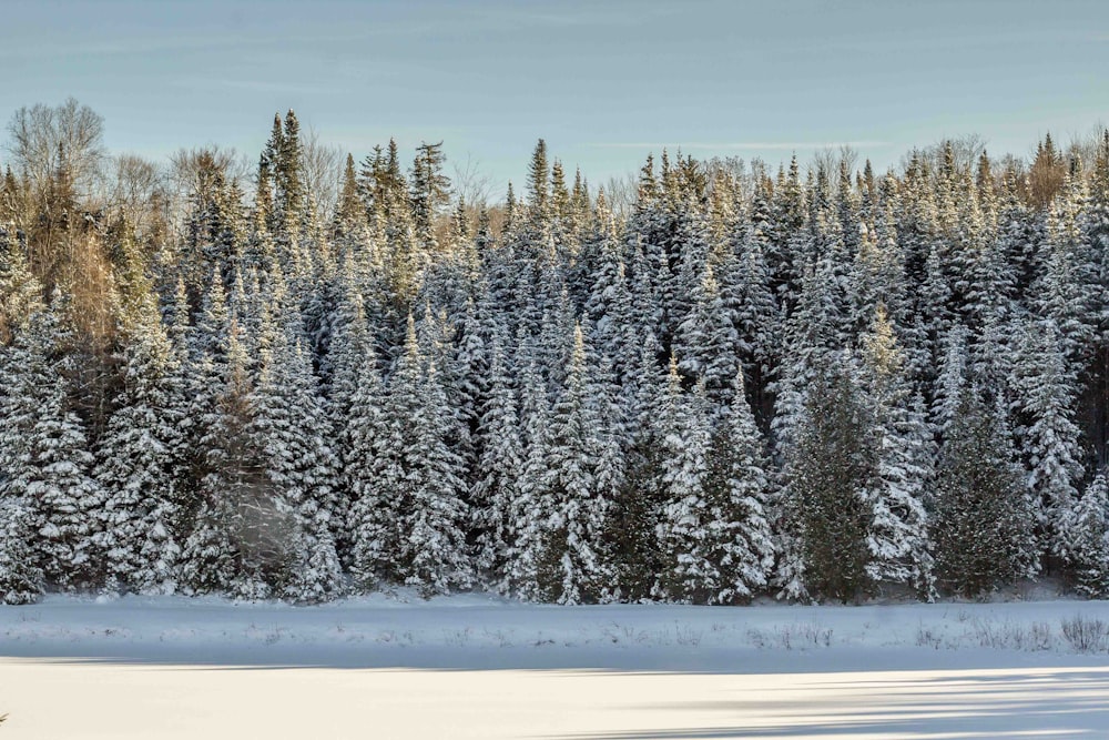 green pine tress surrounded by snow during daytime